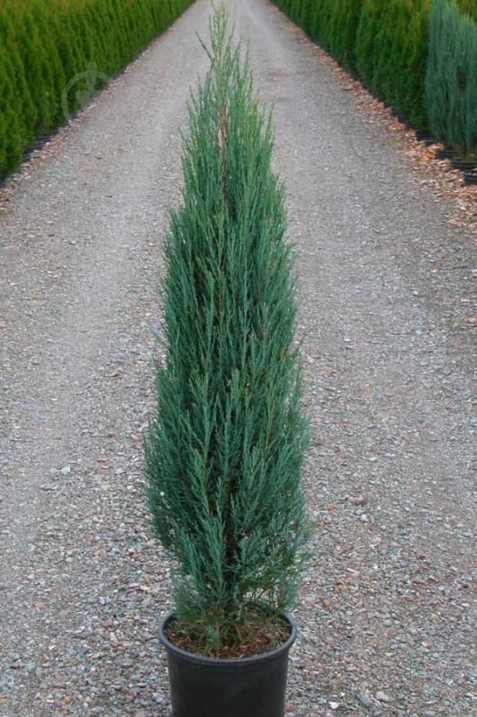 Растение Можжевельник скальный / Juniperus scopulorum Blue Arrow С3 - фото 1