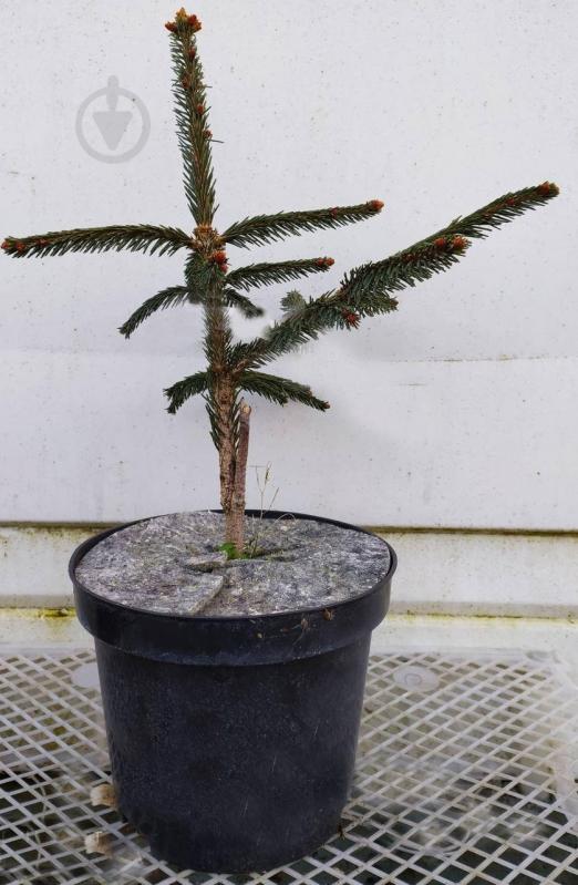 Ялинка звичайна / Picea abies Inversa С45 H80-100 - фото 1