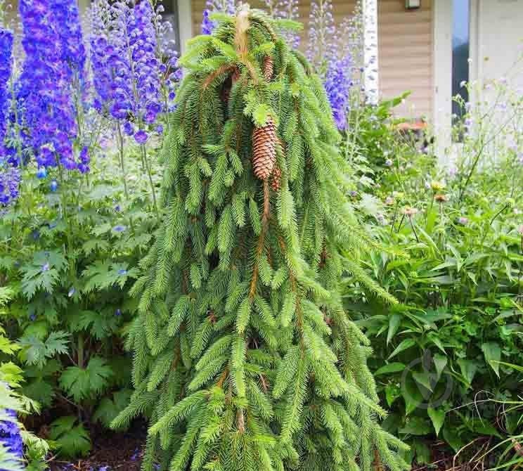 Ялинка звичайна / Picea abies Inversa С45 H80-100 - фото 2