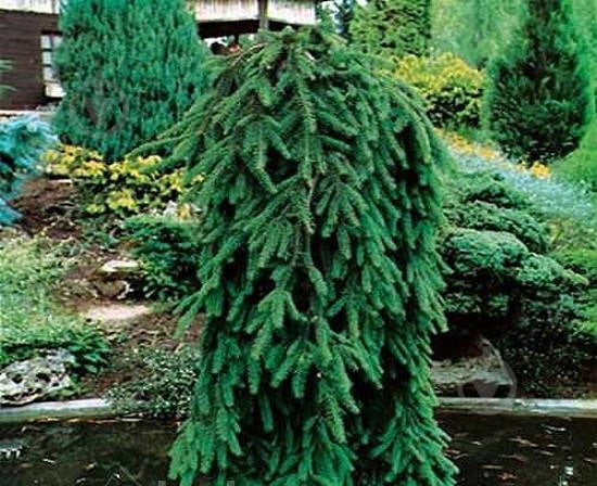 Ялинка звичайна / Picea abies Inversa С45 H80-100 - фото 3