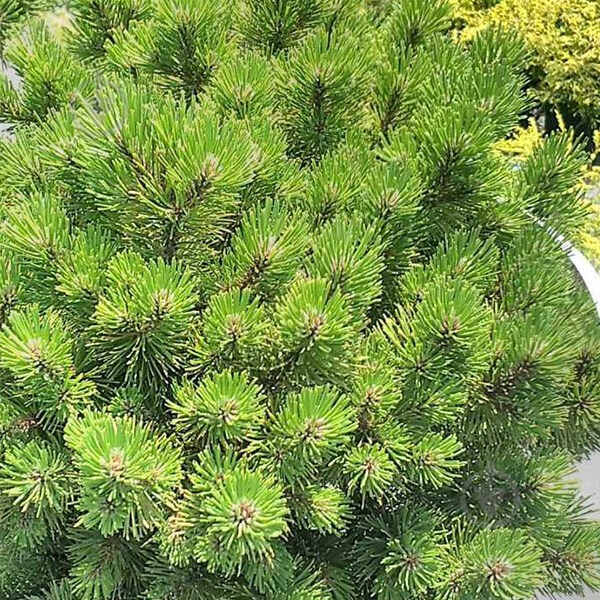 Растение Сосна горная / Pinus mugo Ophir С15 - фото 5