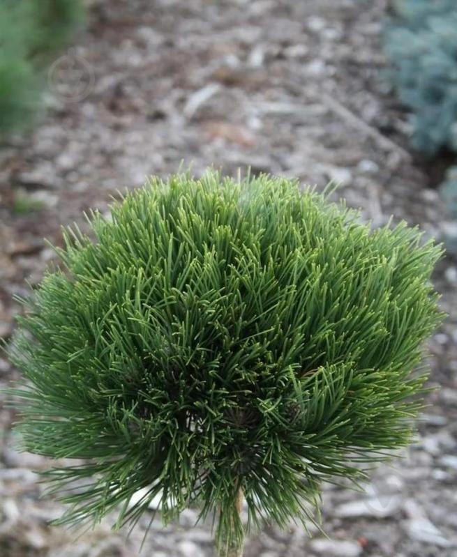 Рослина Сосна чорна / Pinus nigra Cabanensis Nana С15 - фото 3