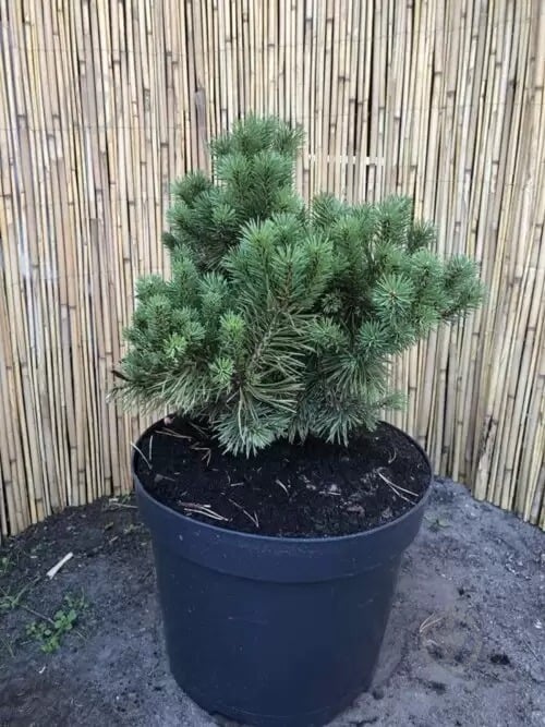 Растение Сосна горная / Pinus mugo Mops С15 - фото 3