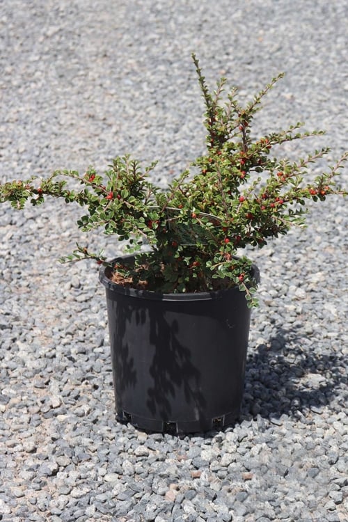 Рослина Кизильник / Cotoneaster Horisontalis C 3 - фото 1 Рослина Кизильник / Cotoneaster Horisontalis C 3 - фото 1