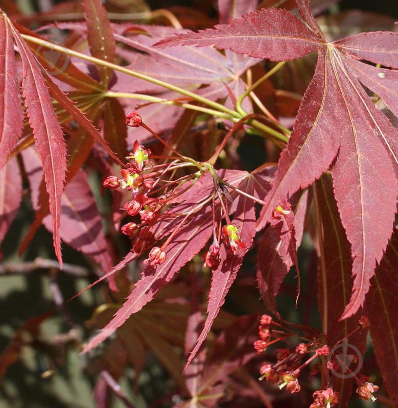 Рослина Клен японський / Acer palmatum Atropurpureum C5 - фото 2