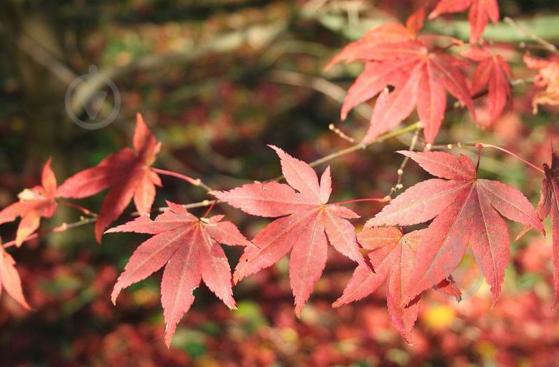 Рослина Клен японський / Acer palmatum Atropurpureum C5 - фото 4