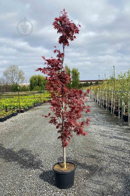 Рослина Клен японський / Acer palmatum Atropurpureum C5 - фото 1