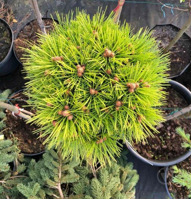 Растение Сосна густоцветковая / Pinus densiflora Meylan Compact C10 - фото 2