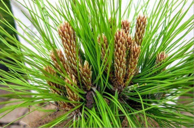 Растение Сосна густоцветковая / Pinus densiflora Meylan Compact C10 - фото 4