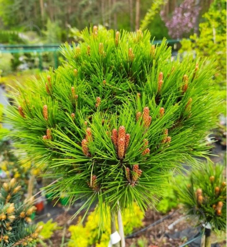 Растение Сосна густоцветковая / Pinus densiflora Meylan Compact C10 - фото 1