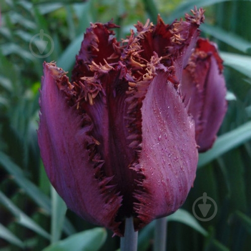 Луковица Яскрава Тюльпан бахромчатый Cuban Night - фото 1 Луковица Яскрава Тюльпан бахромчатый Cuban Night - фото 1