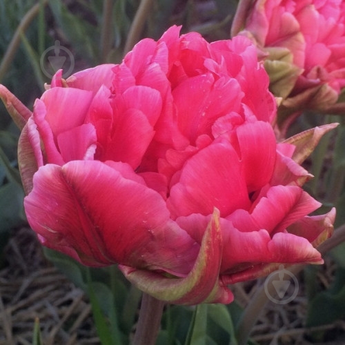 Луковица Яскрава Тюльпан двойной Justina - фото 1