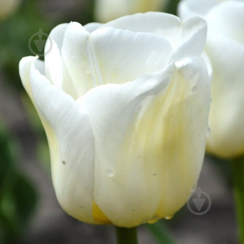 Луковица Яскрава Тюльпан триумф Calgary - фото 1