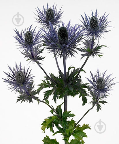 Ерінгіум Apus Questar синій (Нідерланди) - фото 2