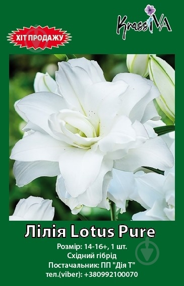 Луковица лилия Lotus Pure 1 шт. - фото 1