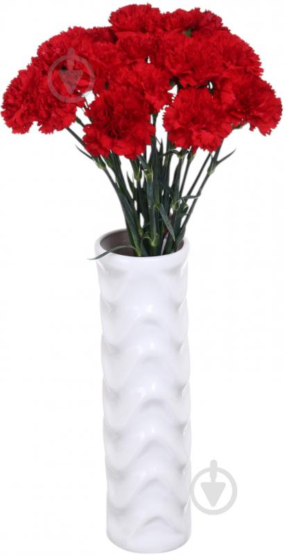 Гвоздика одноголовая 55 см красный (Нидерланды) - фото 3 Гвоздика одноголовая 55 см красный (Нидерланды) - фото 3