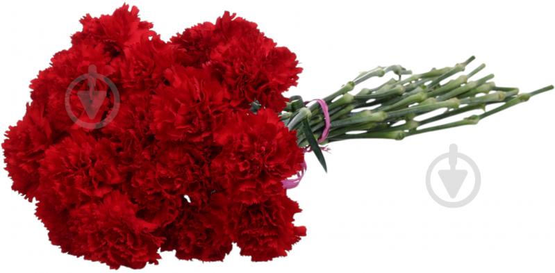 Гвоздика одноголовая 55 см красный (Нидерланды) - фото 2 Гвоздика одноголовая 55 см красный (Нидерланды) - фото 2