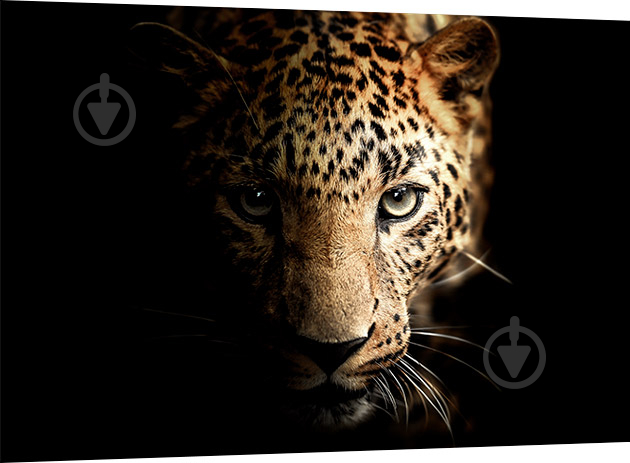 Картина на стекле Leopard 100x70 см Styler - фото 2