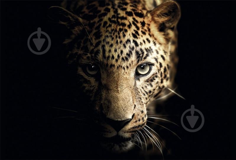 Картина на стекле Leopard 100x70 см Styler - фото 1