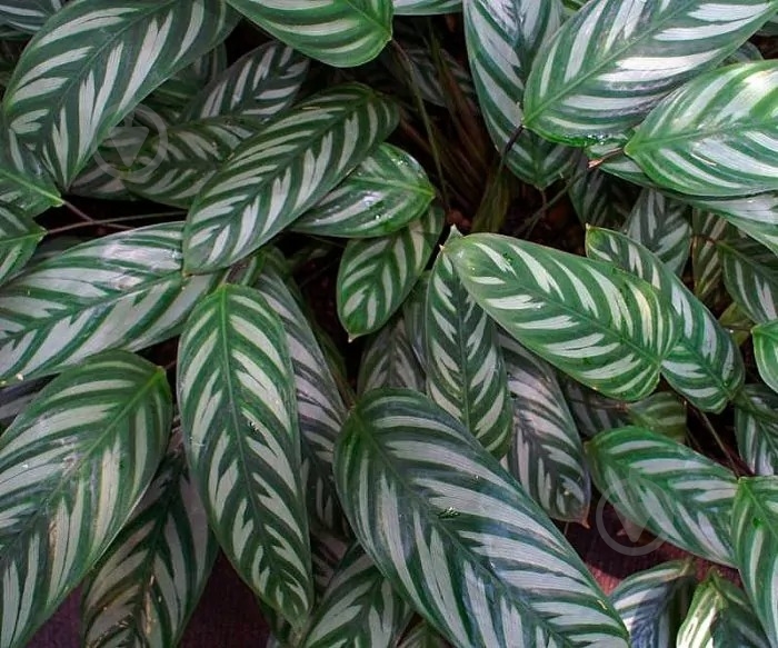 Растение Ктенанта Burle-marx d12/h30 - фото 3