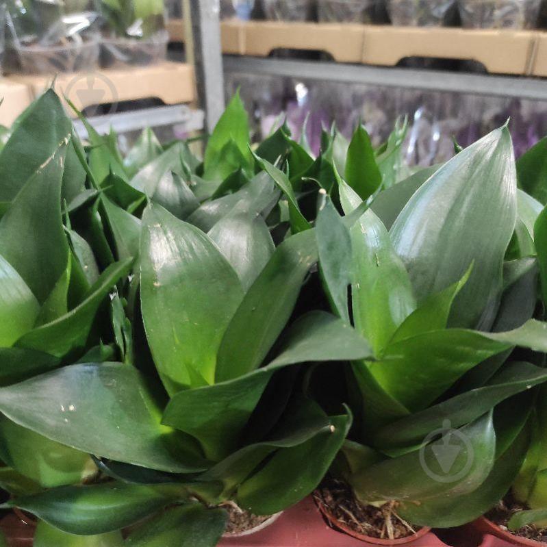 Растение Сансевиерия 7х20 Hahnii - фото 1 Растение Сансевиерия 7х20 Hahnii - фото 1