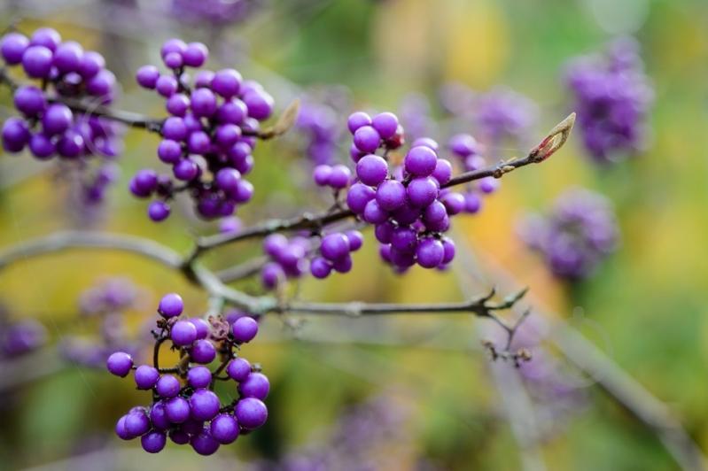 Растение Каликарпа фиолетовая Giraldii C3 - фото 1