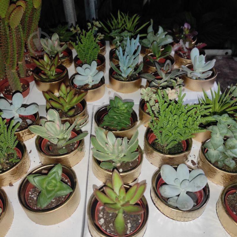 Растение Суккуленты 6х10 микс в керамике - фото 1