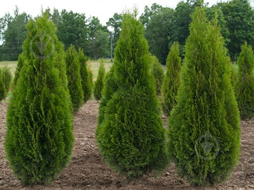 Растение Туя западная/Thuja occidentalis Smaragd, С20 Н140-160 - фото 1