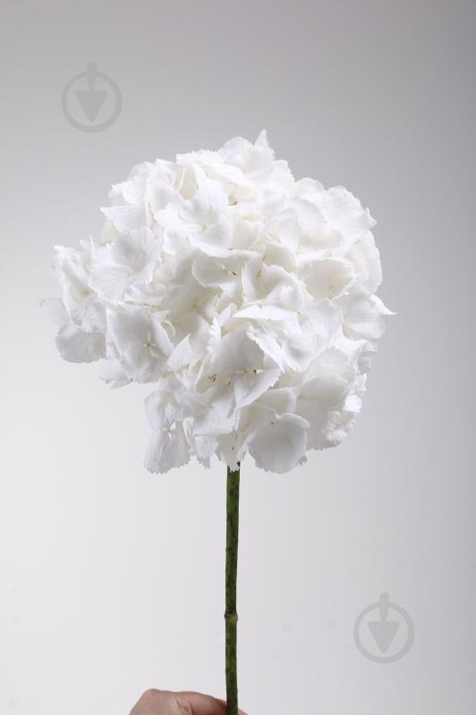 Гортензия Schneeball 60 см белая (Украина) - фото 2