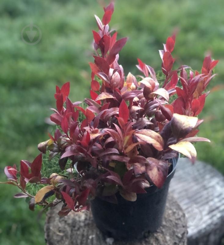 Растение Леукотое d17/h20 - фото 1 Растение Леукотое d17/h20 - фото 1