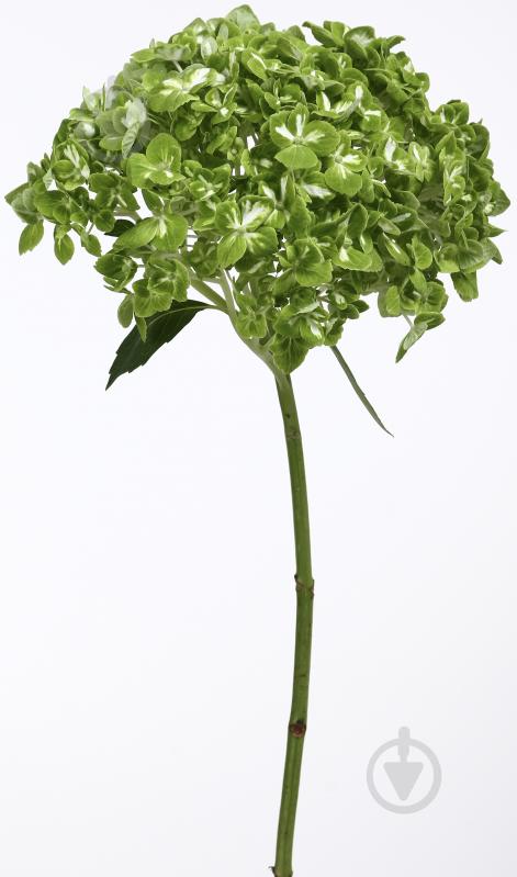 Гортензія Jumbo Dark green shamrock зелений - фото 5 Гортензія Jumbo Dark green shamrock зелений - фото 5