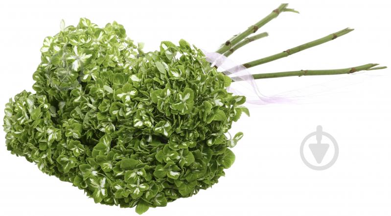 Гортензія Jumbo Dark green shamrock зелений - фото 4 Гортензія Jumbo Dark green shamrock зелений - фото 4