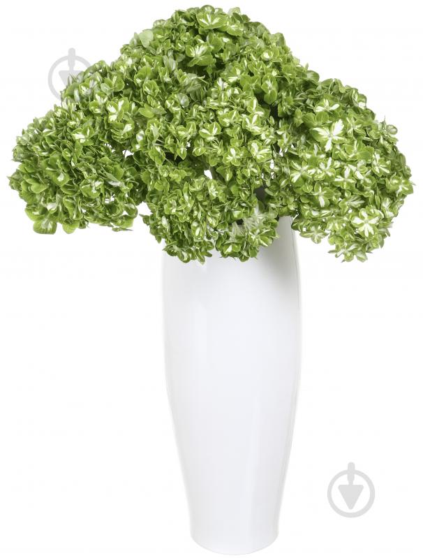 Гортензія Jumbo Dark green shamrock зелений - фото 3 Гортензія Jumbo Dark green shamrock зелений - фото 3