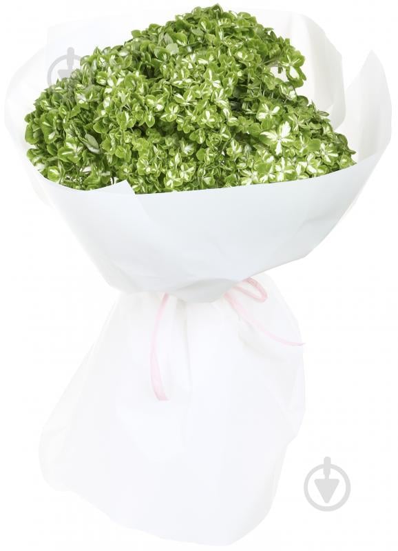 Гортензія Jumbo Dark green shamrock зелений - фото 1 Гортензія Jumbo Dark green shamrock зелений - фото 1