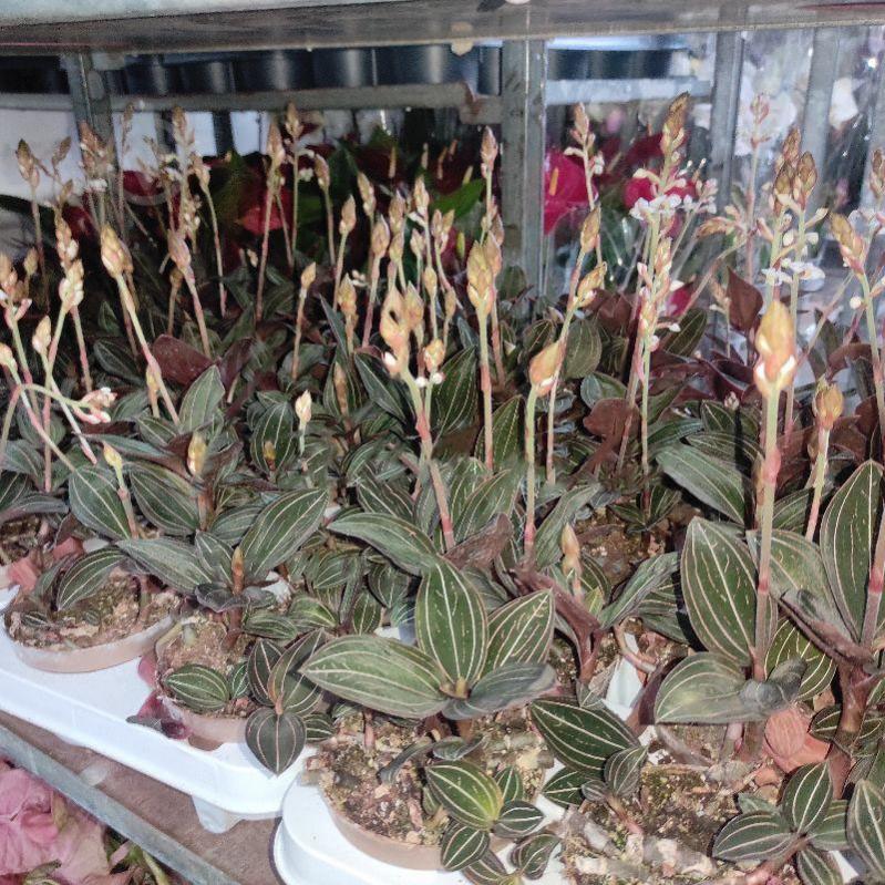 Рослина Лудизія (орхідея) 10х20 - фото 1