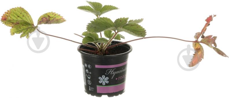 Саженец Клубника d12 - фото 1 Саженец Клубника d12 - фото 1