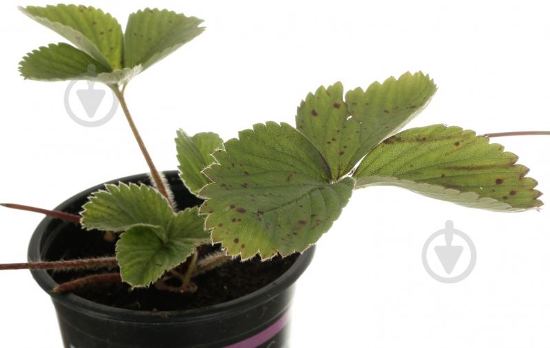 Саженец Клубника d12 - фото 2 Саженец Клубника d12 - фото 2