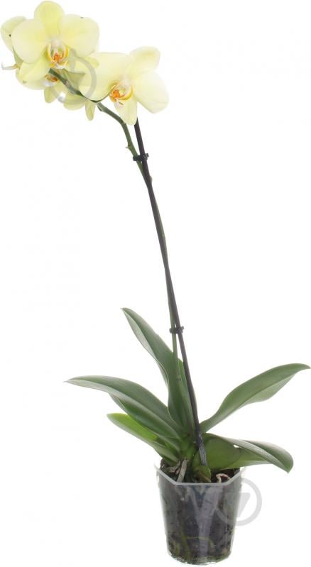Фаленопсис 12 / 60-70 (1ств) - фото 1
