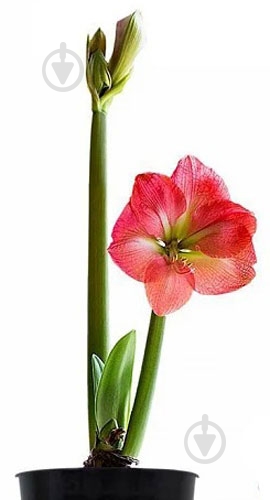 ᐉ Растение Гиппеаструм 12/20-25 2 ствола оранжевый • Купить в Киеве ...