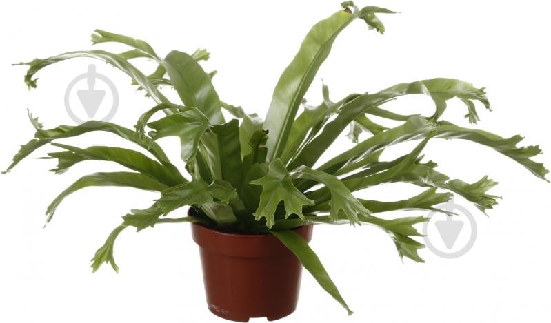 Растение комнатное Асплениум 12/35 микс - фото 1