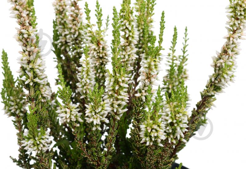 Растение верес d12 - фото 2