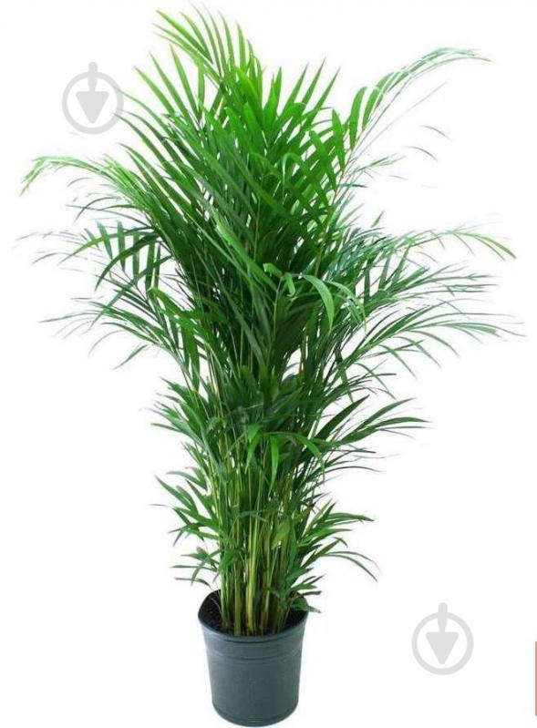 Растение Дипсис 18/110 - фото 1