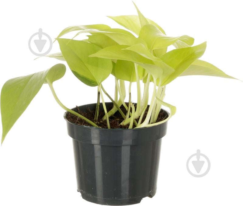 Растение комнатное Эпипремнум Golden Pothos 12x20 см - фото 1