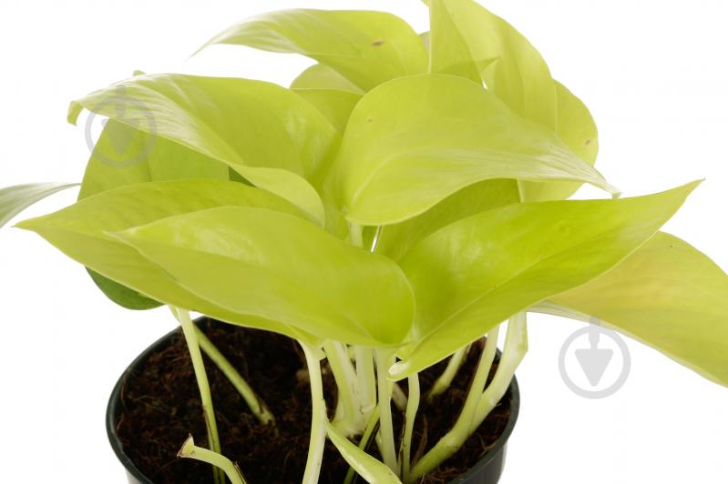 Растение комнатное Эпипремнум Golden Pothos 12x20 см - фото 2