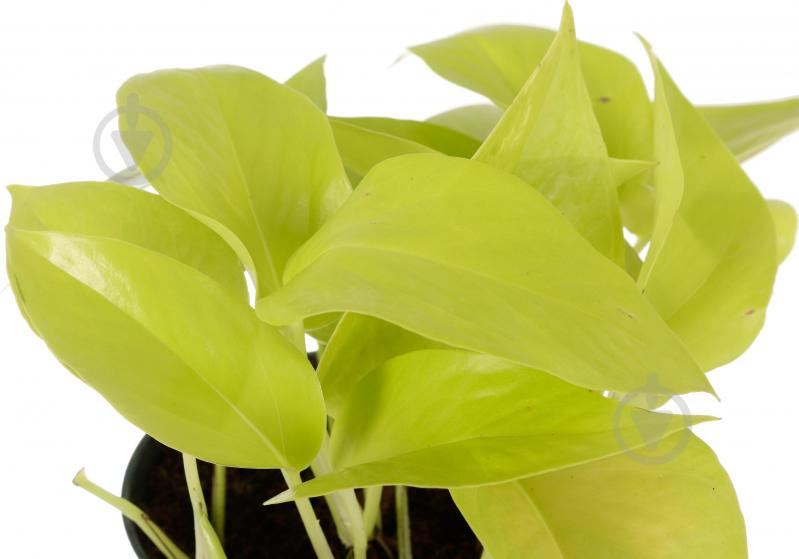 Растение комнатное Эпипремнум Golden Pothos 12x20 см - фото 3