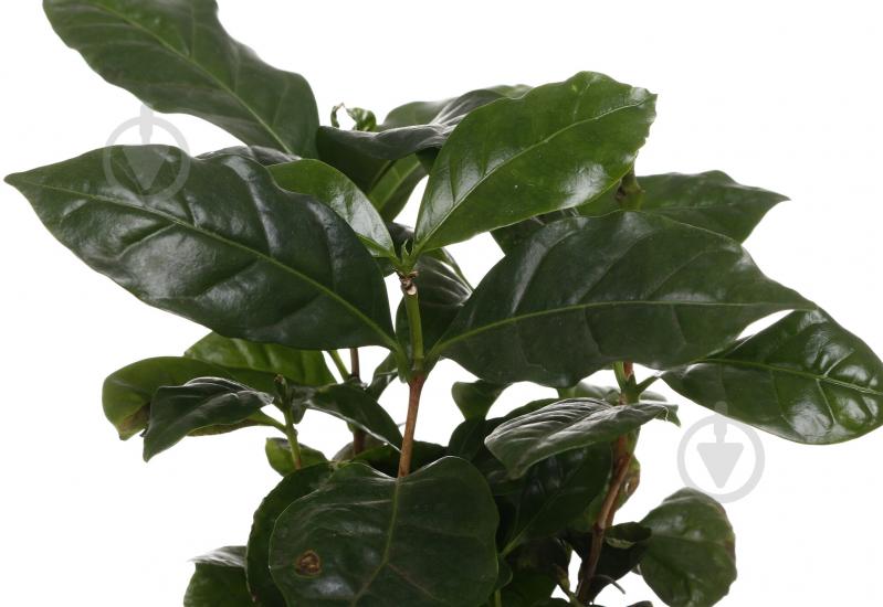 Растение комнатное Кофе 12/35 - фото 2 Растение комнатное Кофе 12/35 - фото 2