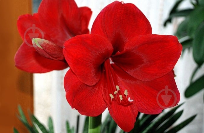 Растение Гипеаструм 14x30 красный - фото 2