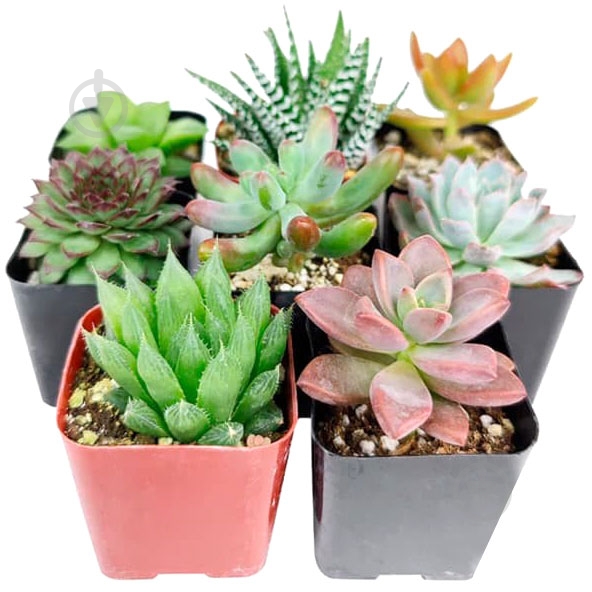 Суккулент 13/20 микс - фото 1 Суккулент 13/20 микс - фото 1