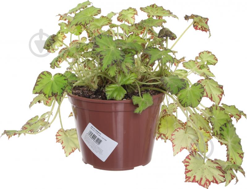 Бегония 12/35 рекс сортовой - фото 4