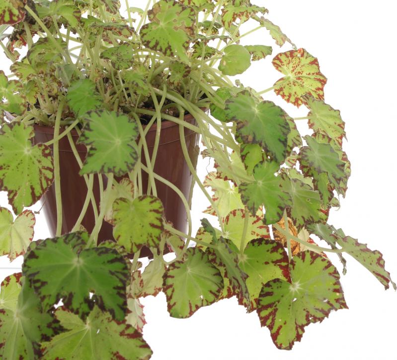 Бегония 12/35 рекс сортовой - фото 3